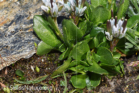 Foto: Bläuliche Gänsekresse (Arabis caerulea). Blätter.