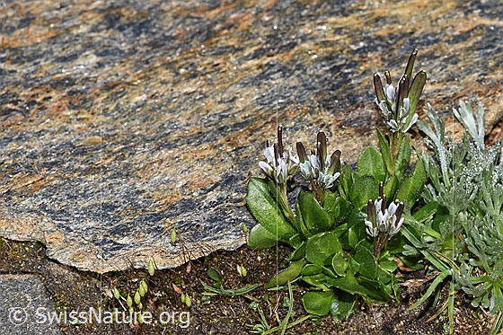 Foto: Bläuliche Gänsekresse (Arabis caerulea). Ganze Pflanze (Habitus). Höhe: 4cm.