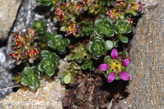 Photo: Saxifraga biflora. Blossom.