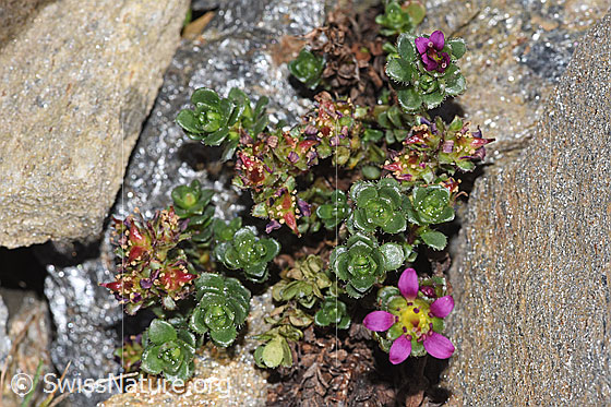 Foto: Zweiblütiger Steinbrech (Saxifraga biflora). Ganze Pflanze (Habitus).