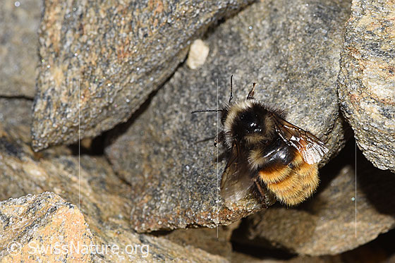 Foto: Berglandhummel (Bombus monticola). Länge 16mm. Ansicht von oben.