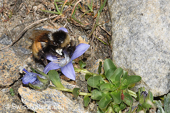 Photo: Bombus monticola on Campanula cenisia. Length 16mm. View from the side.