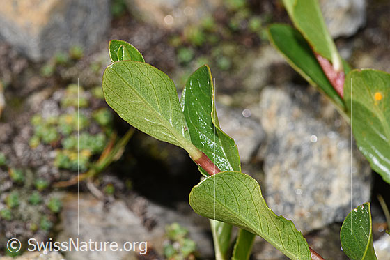 Photo: Salix retusa. Leaf underside.