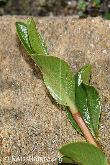Photo: Salix retusa. Small branche and leaves.