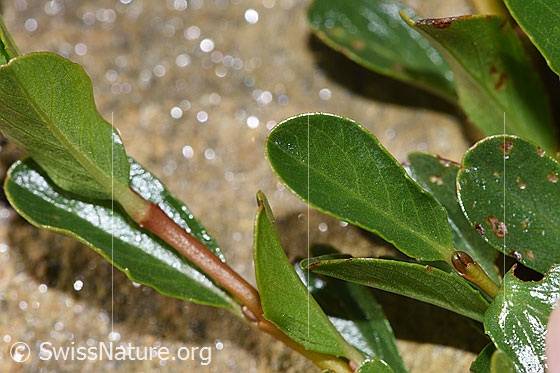 Photo: Salix retusa. Leaf top. Length: 2cm.