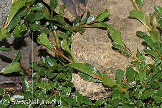 Photo: Salix retusa. Branches and leaves.