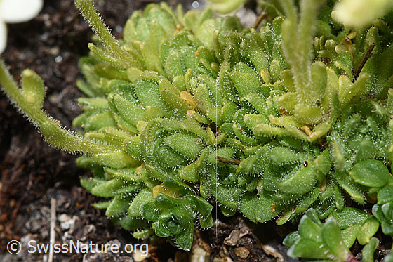 Photo: Saxifraga exarata. Leaf rosettes. The leaves are densely glandular-hairy.