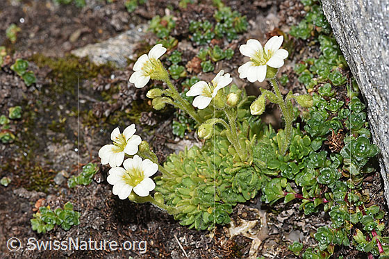 Photo: Saxifraga exarata. Whole plant (habit). Height = 2cm.