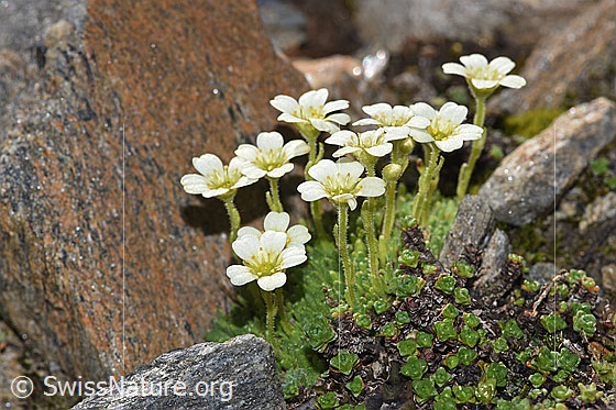 Photo: Saxifraga exarata. Blossoms, stem and leaf rosetten.
