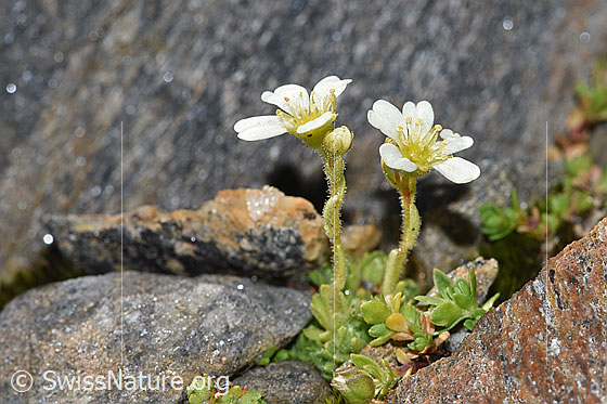 Photo: Saxifraga exarata. Stem and stem leaves. Stems and stem leaves are densely glandular-hairy.