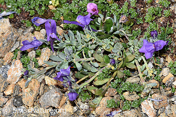 Foto: Alpen-Leinkraut (Linaria alpina). Ganze Pflanze (Habitus).