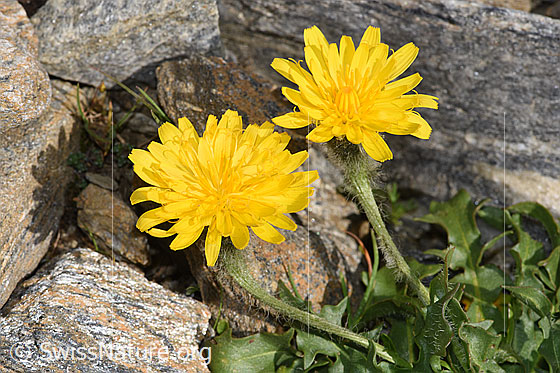 Photo: Leontodon montanus. Blossoms.