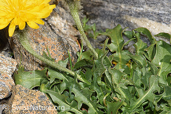 Photo: Leontodon montanus. Leaves and stem.