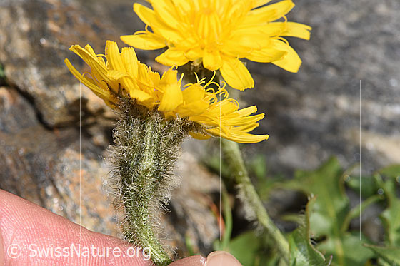 Foto: Berg-Milchkraut (Leontodon montanus). Stängel, Kelch und Blüte. Ansicht von der Seite.