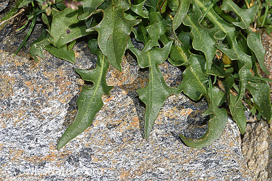 Photo: Leontodon montanus. Leaves.