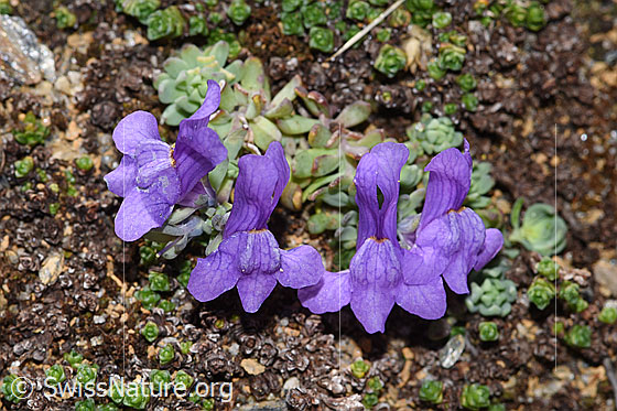 Foto: Alpen-Leinkraut (Linaria alpina). Ganze Pflanze (Habitus).
