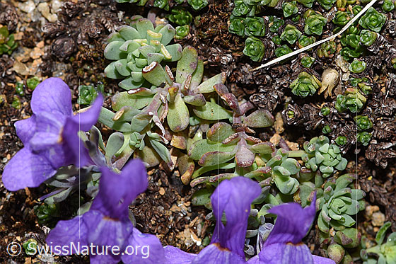 Foto: Alpen-Leinkraut (Linaria alpina). Blätter.