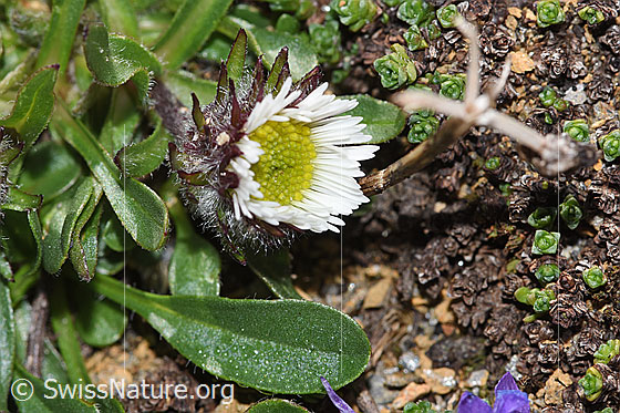 Photo: Erigeron uniflorus. Whole plant (habiti). View from diagonally above.