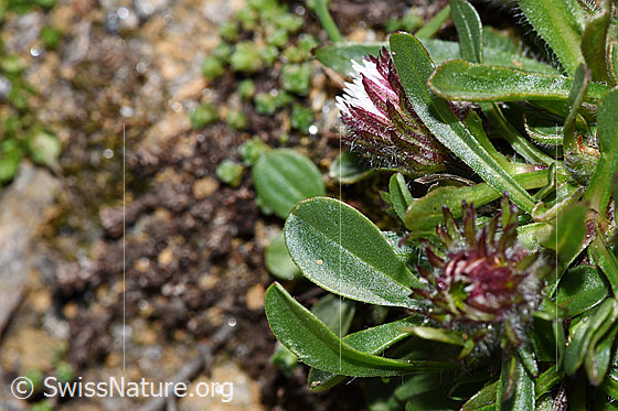 Photo: Erigeron uniflorus. Leaf top.