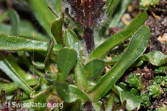 Foto: Einköpfiges Berufkraut (Erigeron uniflorus). Blätter.