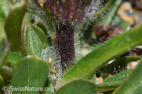 Photo: Erigeron uniflorus. Stem and leaves.
