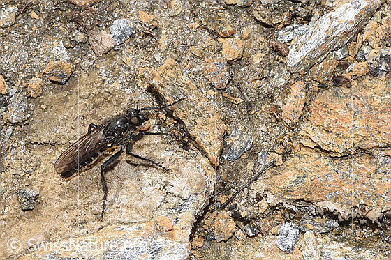 Foto: Kleine Makelfliege (Cyrtopogon lateralis). Länge 10mm. Weibchen. Ansicht von schräg oben.