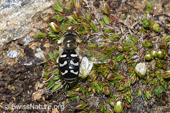 Foto: Späte Grossstirnschwebfliege (Scaeva pyrastri) auf Blume.