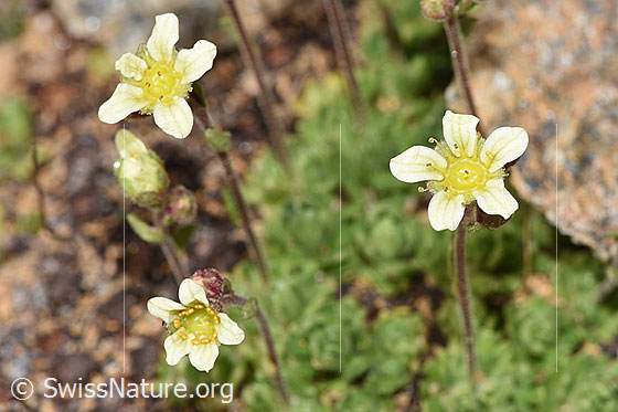 Foto: Gefurchter Steinbrech (Saxifraga exarata). Blüten.