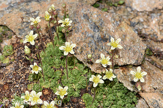 Foto: Gefurchter Steinbrech (Saxifraga exarata). Ganze Pflanze (Habitus). Höhe: 3cm.