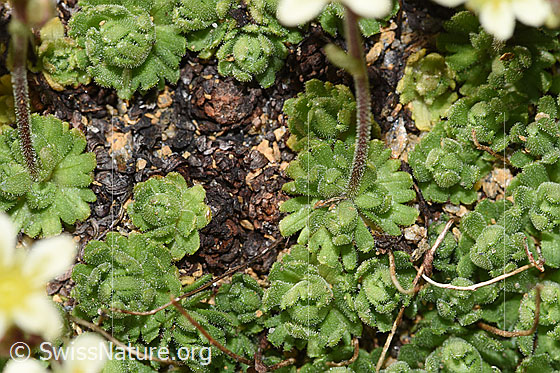 Foto: Gefurchter Steinbrech (Saxifraga exarata). Blattrosettchen und Stängel. Ansicht von oben.