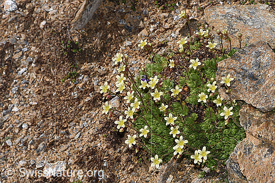 Foto: Gefurchter Steinbrech (Saxifraga exarata). Ganze Pflanze (Habitus). Höhe: 3cm.