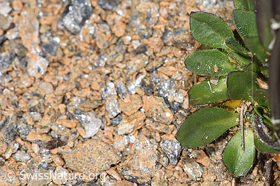 Foto: Bläuliche Gänsekresse (Arabis caerulea). Blätter.