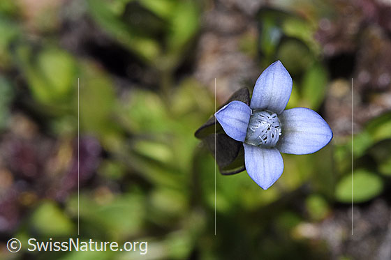 Photo: Gentiana tenella. Blossom. View from above.