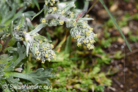 Foto: Ährige Edelraute (Artemisia genipi). Blüten.