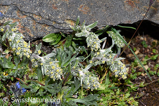 Foto: Ährige Edelraute (Artemisia genipi). Ganze Pflanze (Habitus).