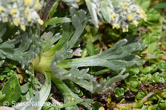 Foto: Ährige Edelraute (Artemisia genipi). Blätter.