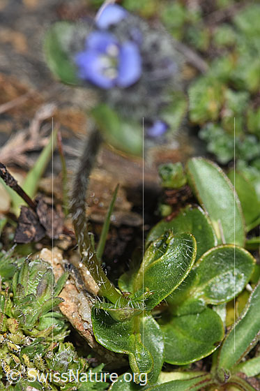 Foto: Alpen-Ehrenpreis (Veronica alpina). Blätter.
