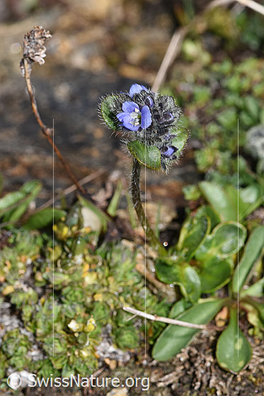 Foto: Alpen-Ehrenpreis (Veronica alpina). Ganze Pflanze (Habitus). Höhe: 32mm.