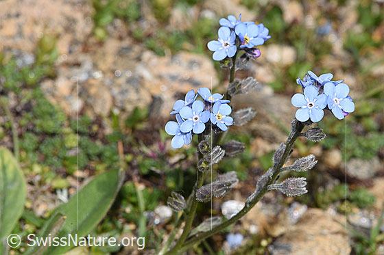Foto: Alpen-Vergissmeinnicht (Myosotis alpestris). Blüten und Kelche.