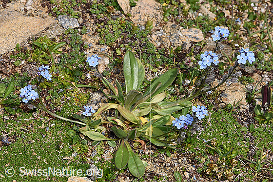 Foto: Alpen-Vergissmeinnicht (Myosotis alpestris). Ganze Pflanze (Habitus). Höhe: 5cm.