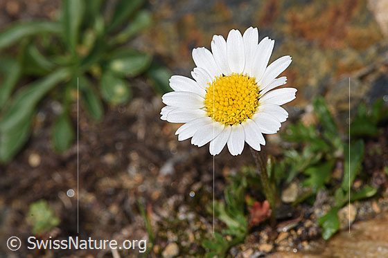 Photo: Leucanthemopsis alpina. Blossom.