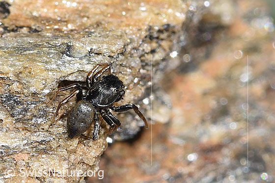 Photo: Probably Heliophanus flavipes. View from behind top.