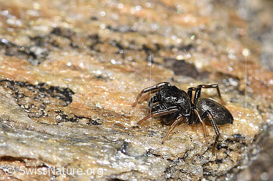 Photo: Probably Heliophanus flavipes. View from the side.
