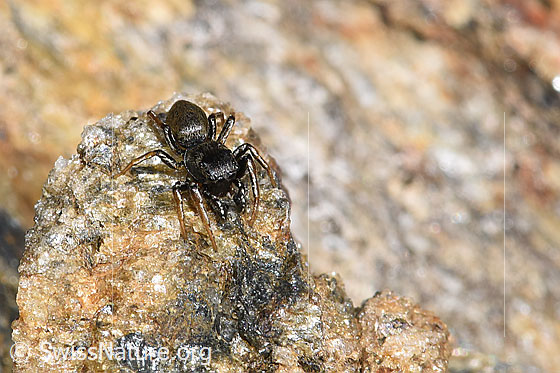 Photo: Probably Heliophanus flavipes. View from diagonally front top.