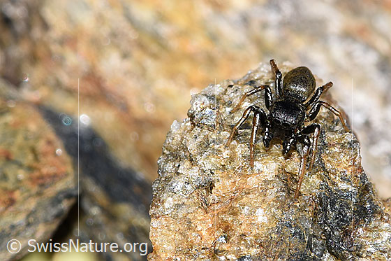 Gelbbeinige Sonnenspringspinne (Heliophanus flavipes)