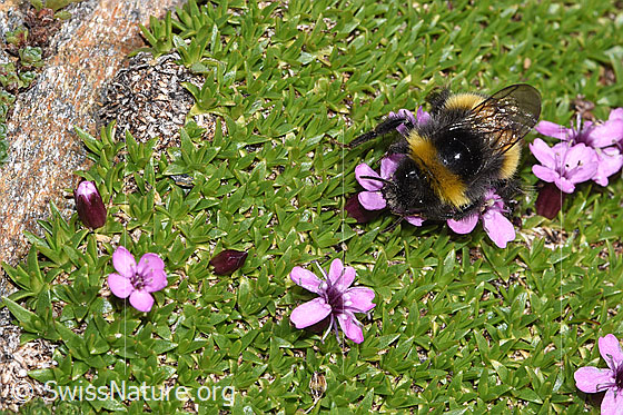 Foto: Heide-Erdhummel (Bombus cryptarum) auf Kalk-Polsternelke (Silene acaulis). Länge 9 - 20mm. Ansicht von oben.