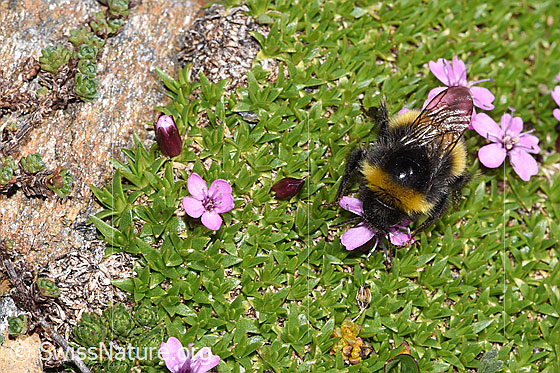 Foto: Heide-Erdhummel (Bombus cryptarum) auf Kalk-Polsternelke (Silene acaulis). Länge 9 - 20mm. Ansicht von oben.