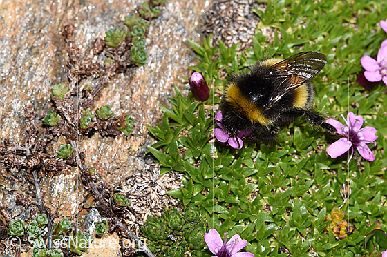 Foto: Heide-Erdhummel (Bombus cryptarum) auf Kalk-Polsternelke (Silene acaulis). Länge 9 - 20mm. Ansicht von oben.