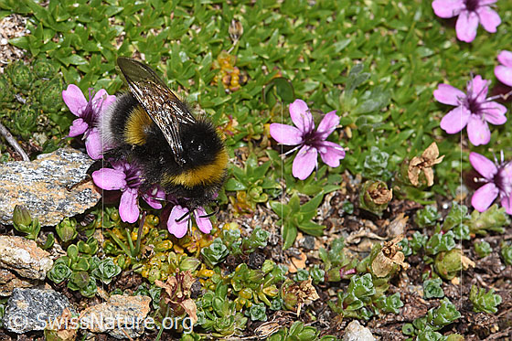 Photo: Bombus cryptarum on Silene acaulis. Length 9 - 20mm. View from the side above.