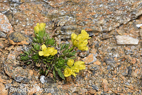 Photo: Draba hoppeana. Whole plant (habiti). Height: 15mm.